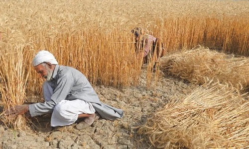 Pakistan-Wheat-Prices