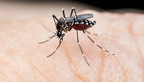 dengue in pakistan 2022